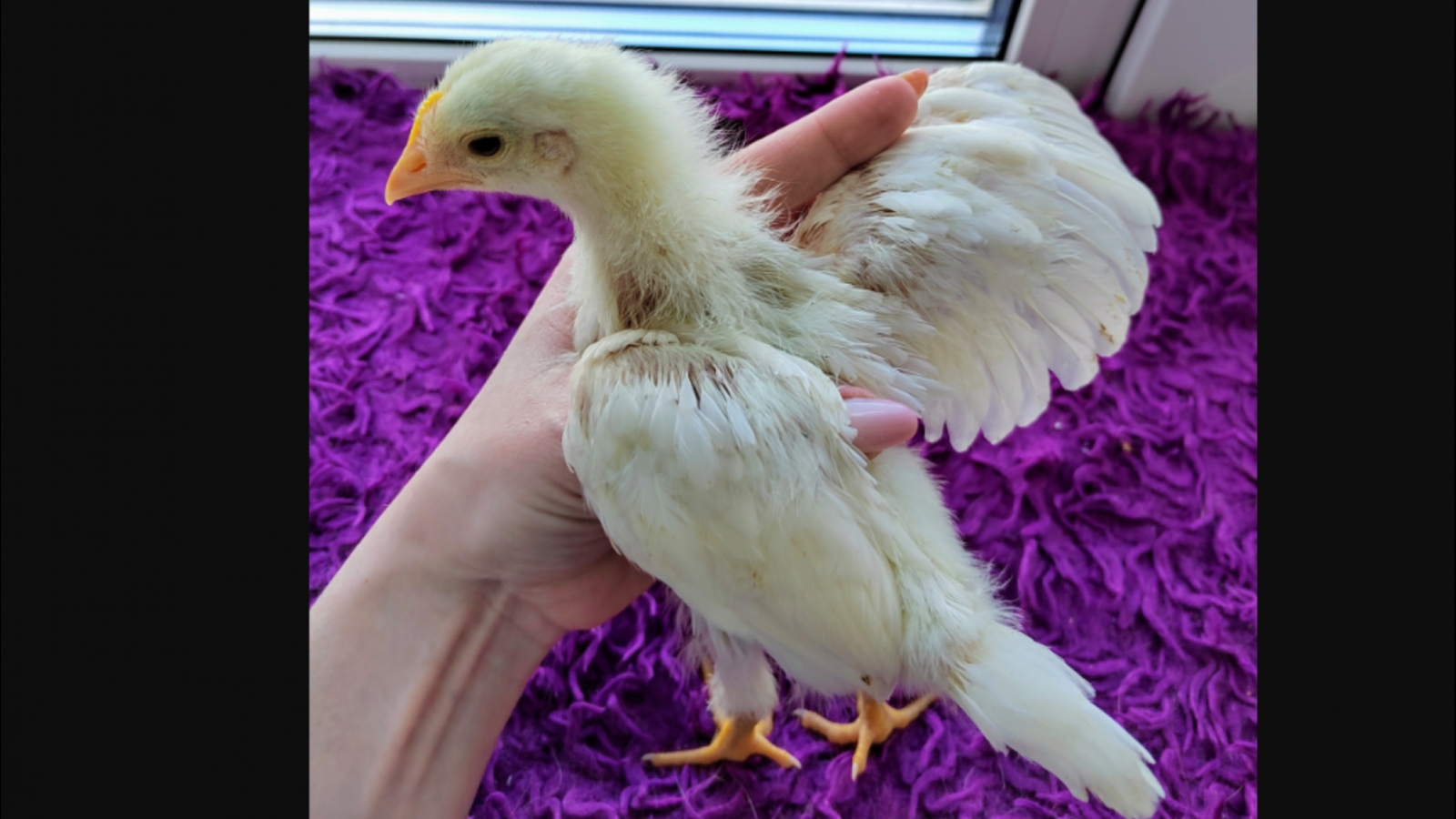 Жительница Мончегорска вырастила цыплят в инкубаторе [видео]
