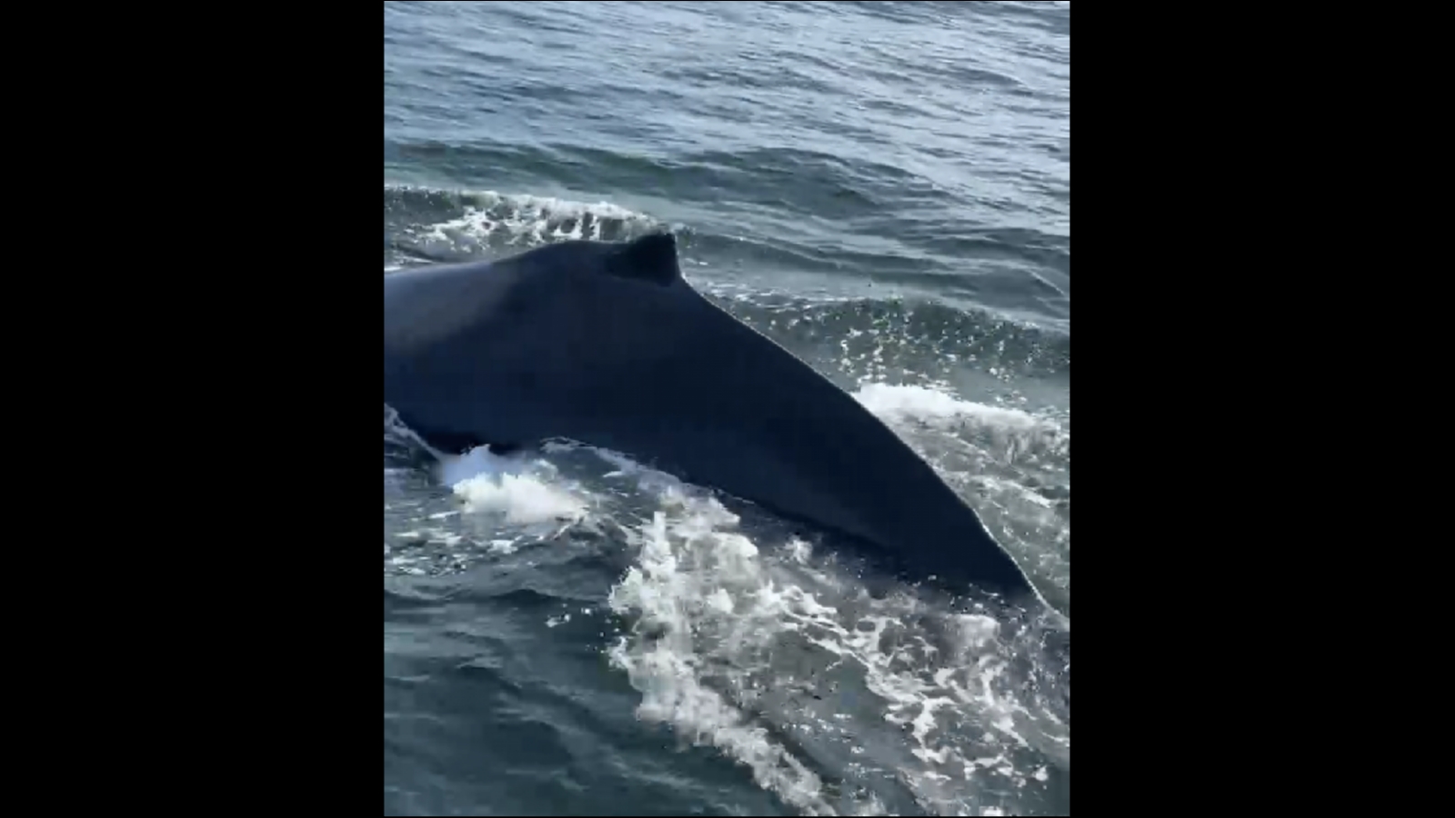 Судно «село на шею» горбатым китам у Териберки [видео]