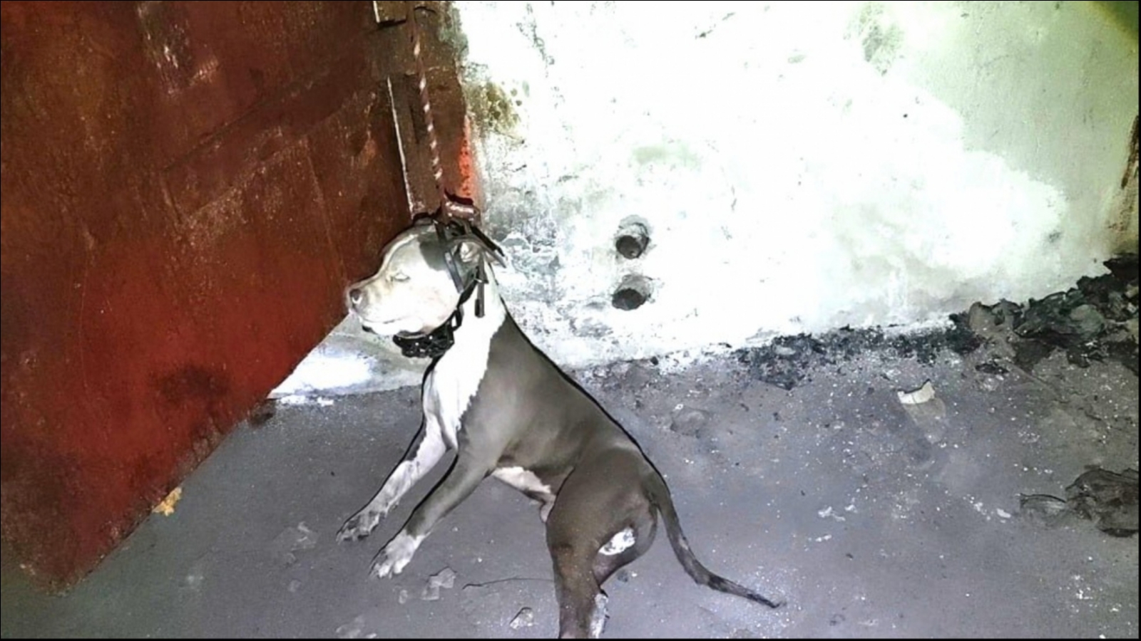 Виновный в смерти собаки в Североморске назвал мотив своего поступка