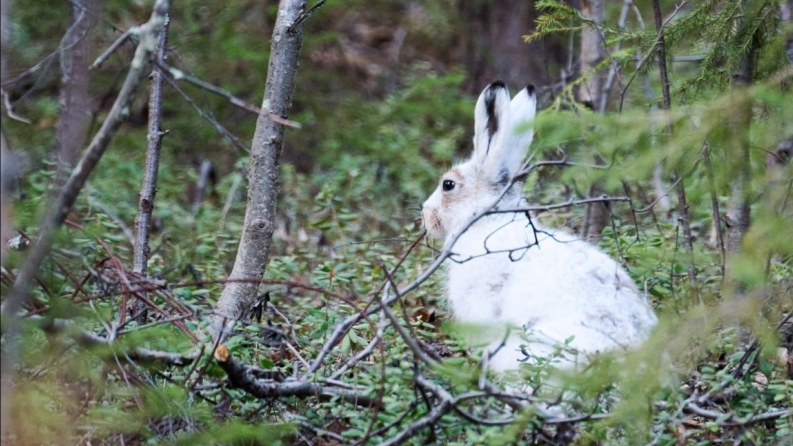 В Мурманской области замечен заяц-беляк