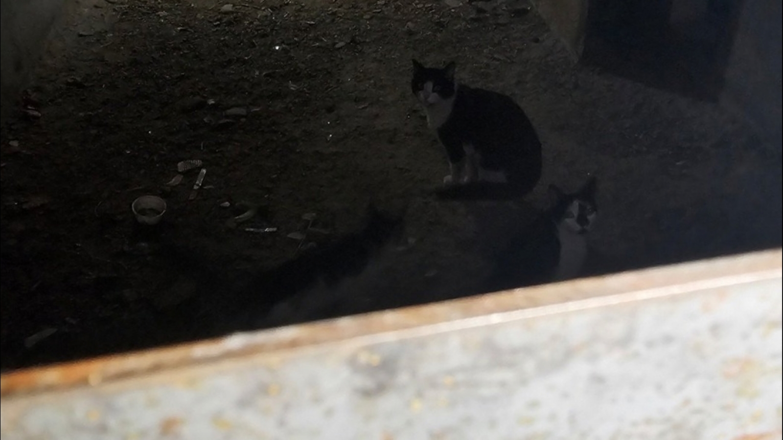 В центре Мурманска трёх кошек замуровали в подвале