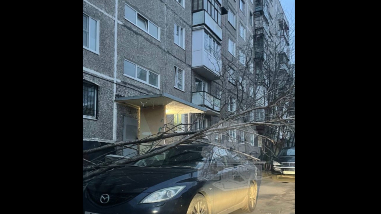 Ветер в Мурманске повалил дерево на машину