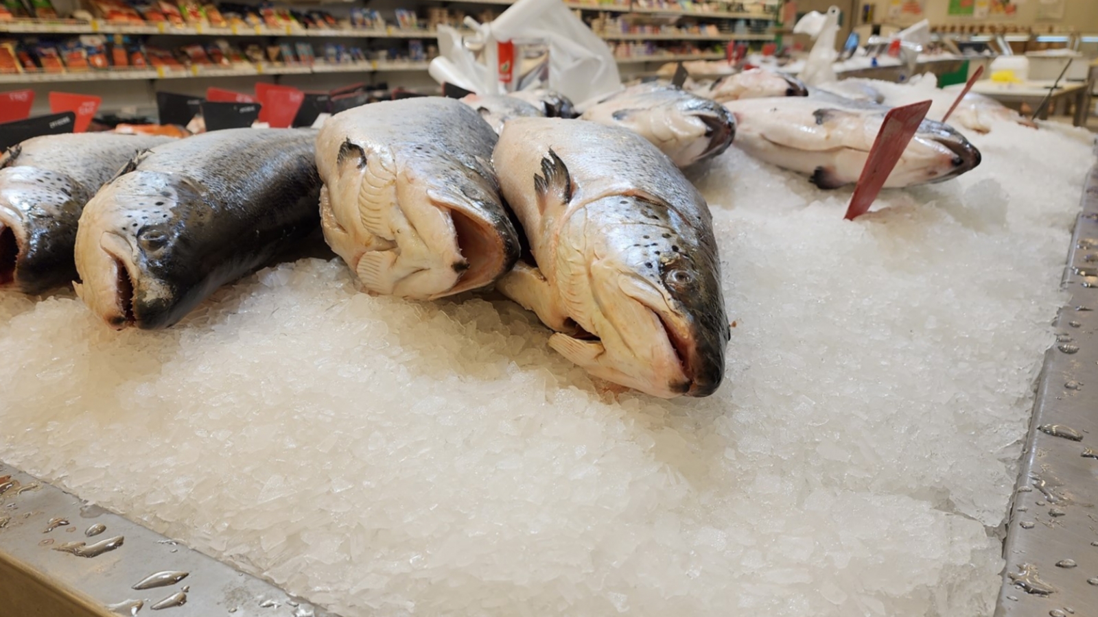 Рыбаки Севера добыли более 200 тысяч тонн рыбы