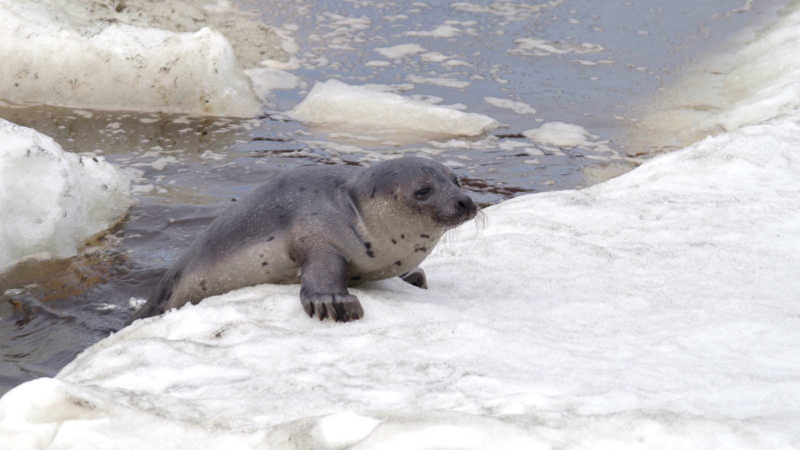 Кандалакшский заповедник: Молодых тюленей не кормить