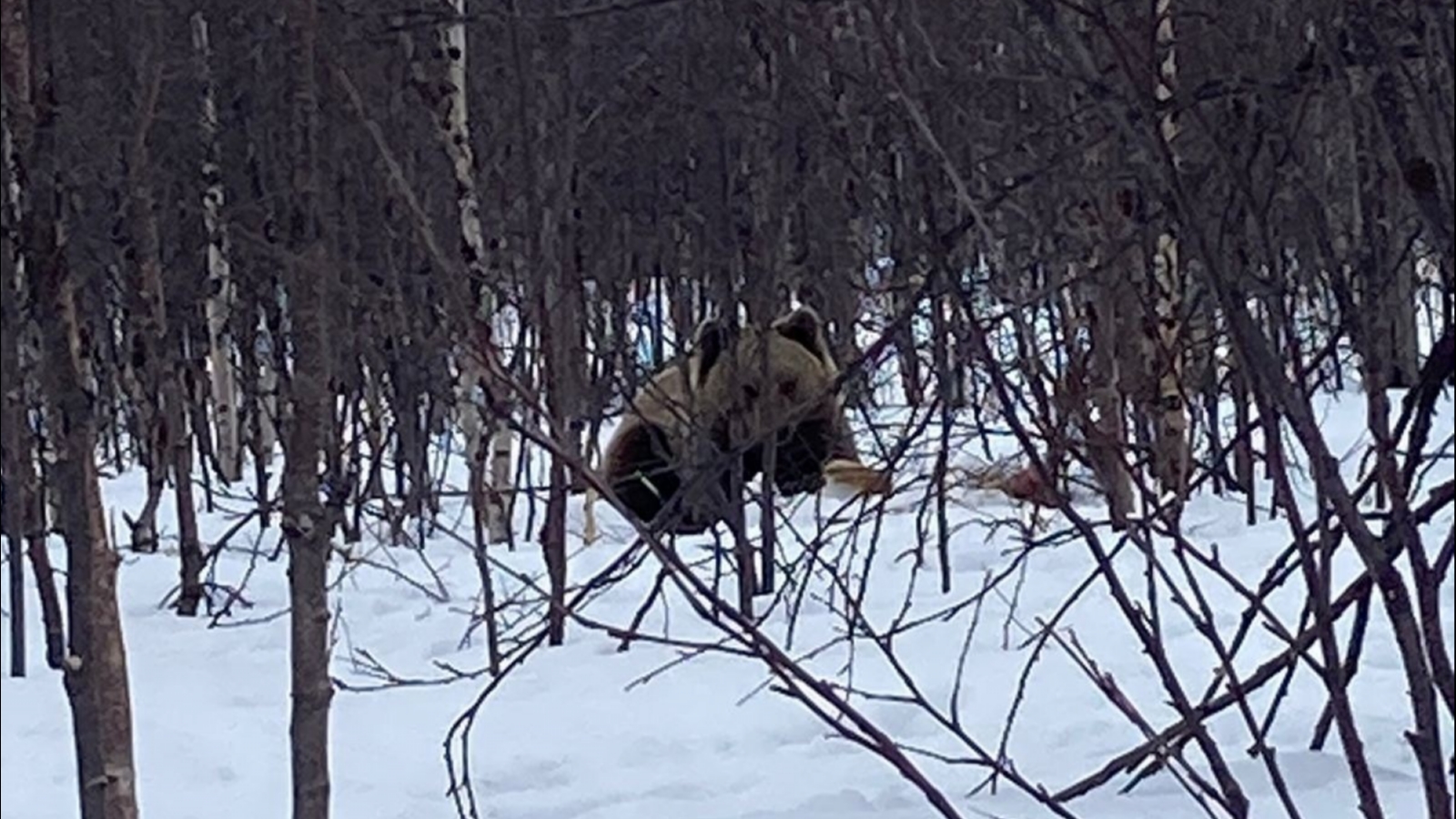 В окрестностях Североморска-3 бродит медведь