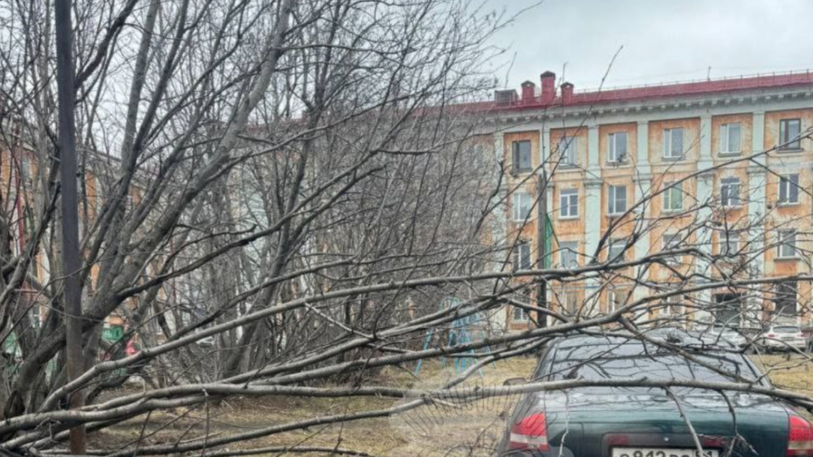 Дерево упало на машину в Мурманске 