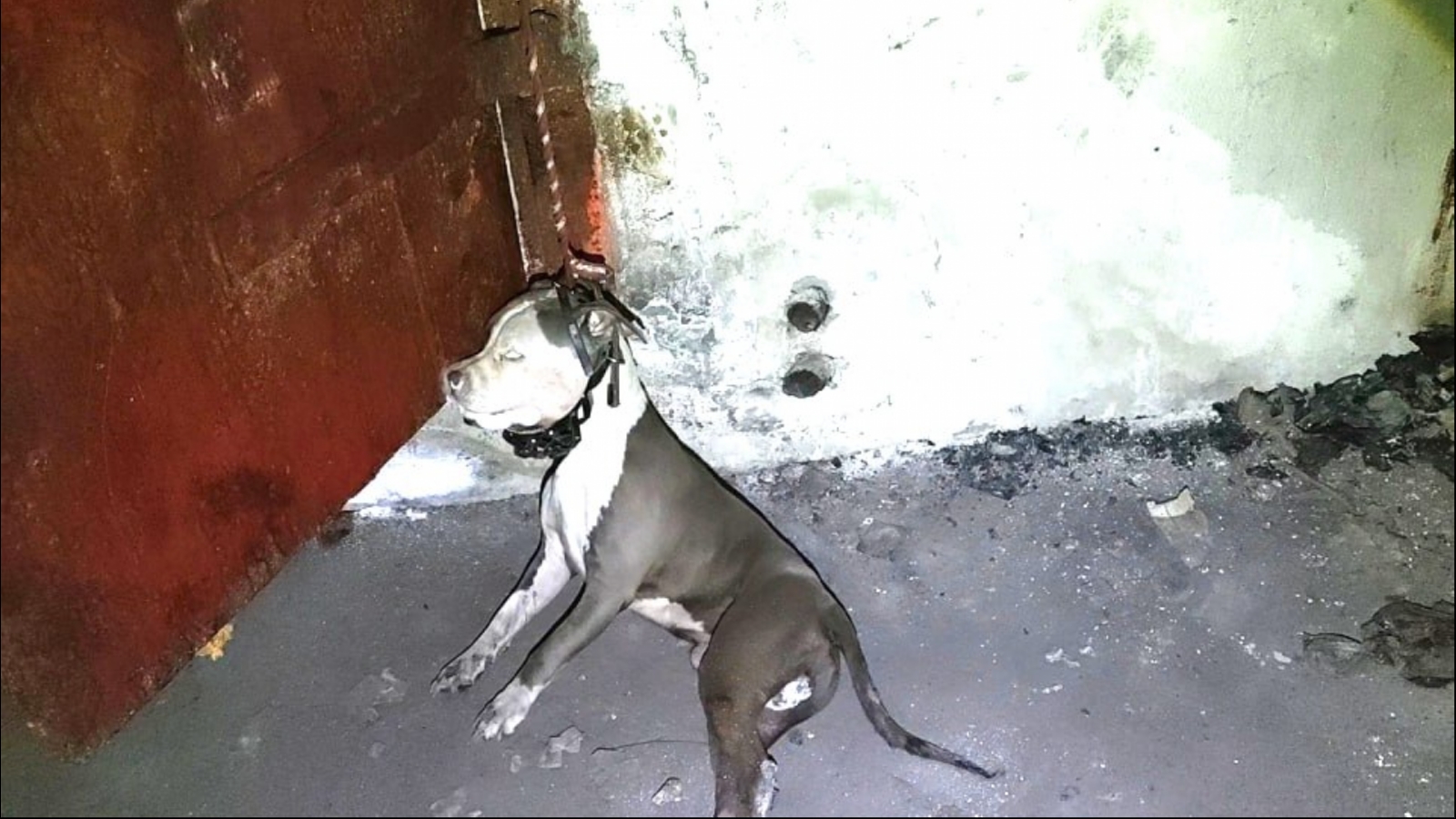 В Североморске полиция ищет виновного в смерти собаки