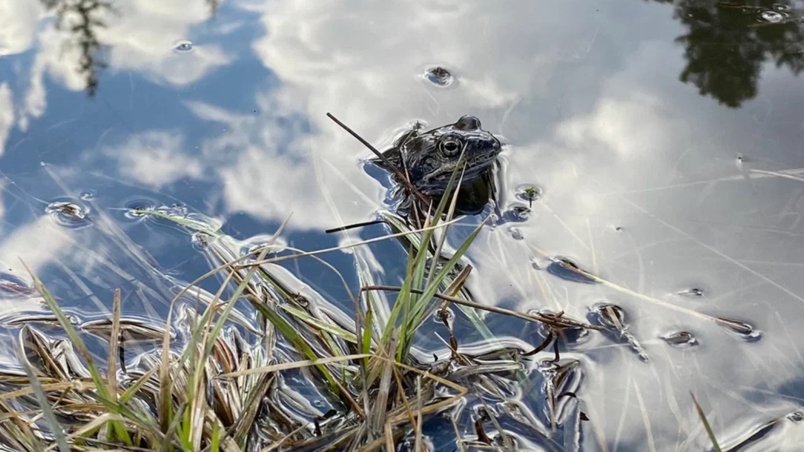У лягушек в Мурманской области - брачный сезон