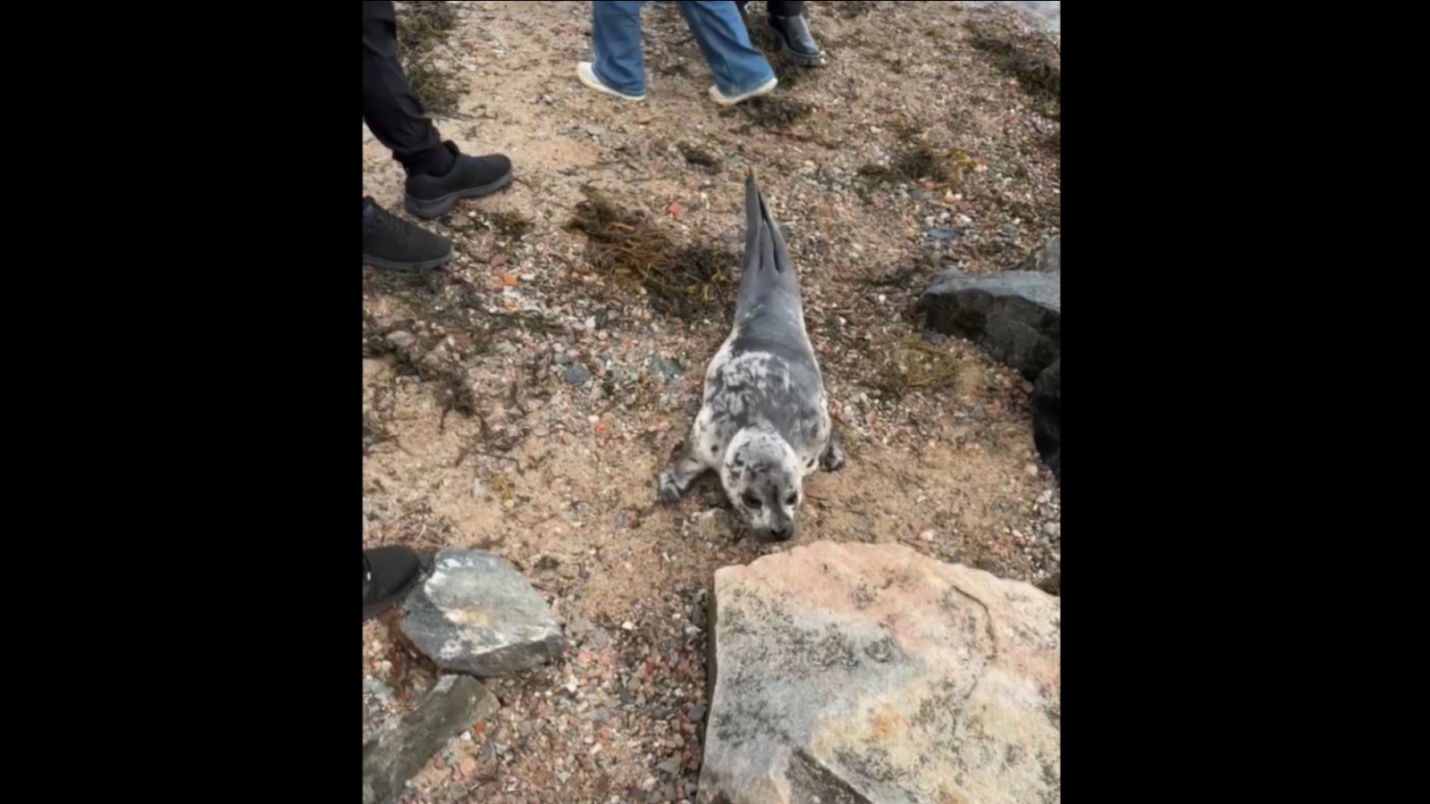 Тюлень в Кандалакше вышел к людям [видео]