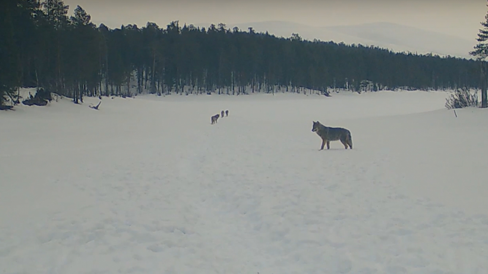 Стая волков в Мурманской области попала на [видео]
