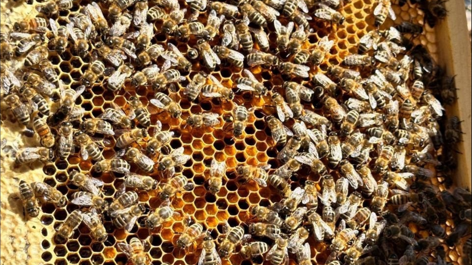 В Заполярье нет пчёл-«нелегалов»