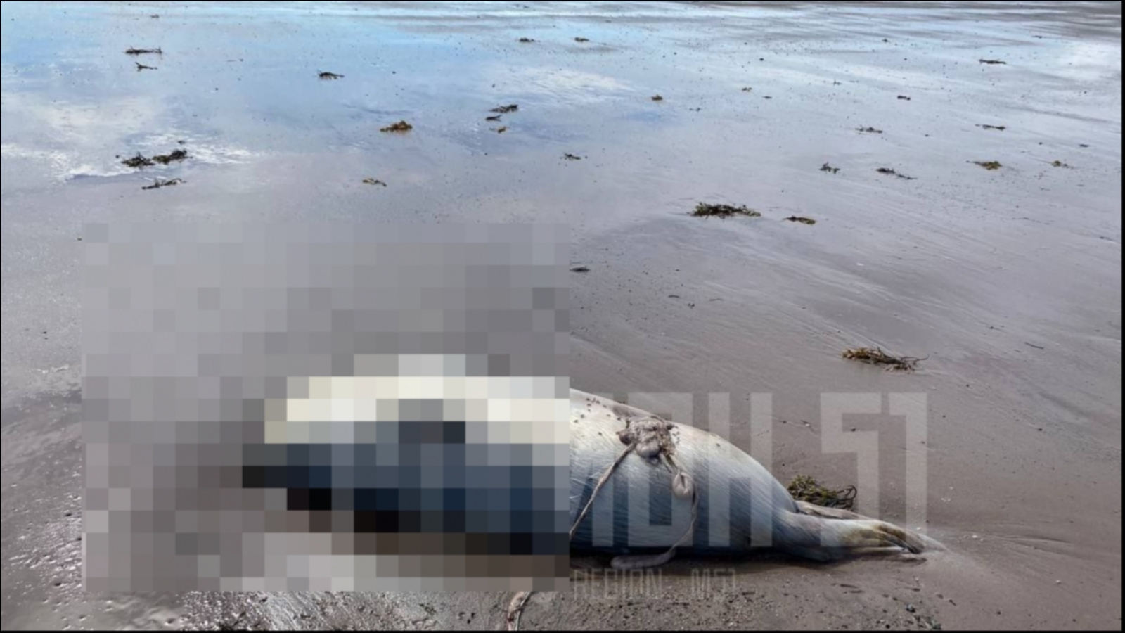 Ситуация с погибшими в Терском районе тюленями на контроле у губернатора