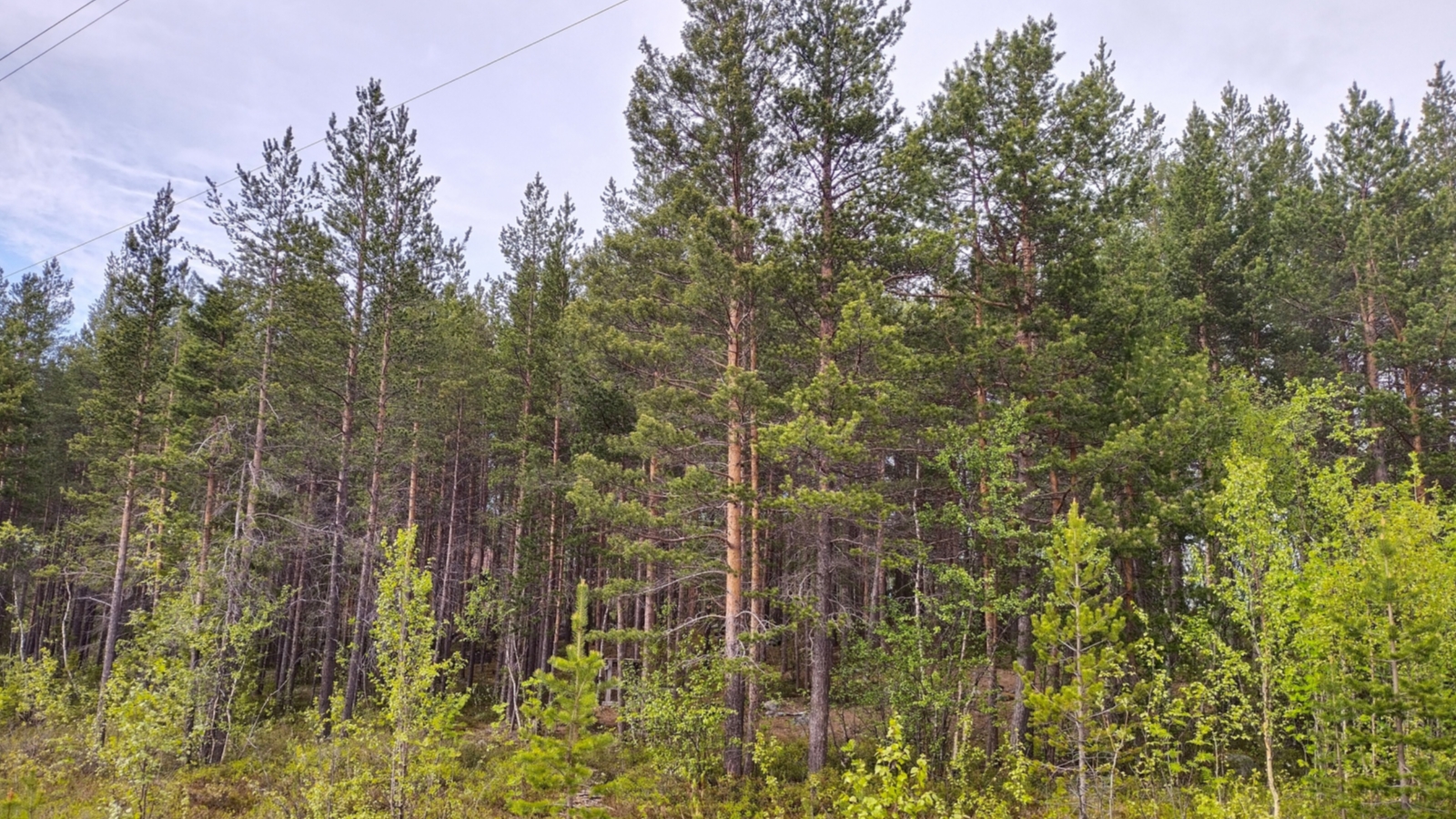 Житель Карелии срубил под Мурманском больше сотни деревьев