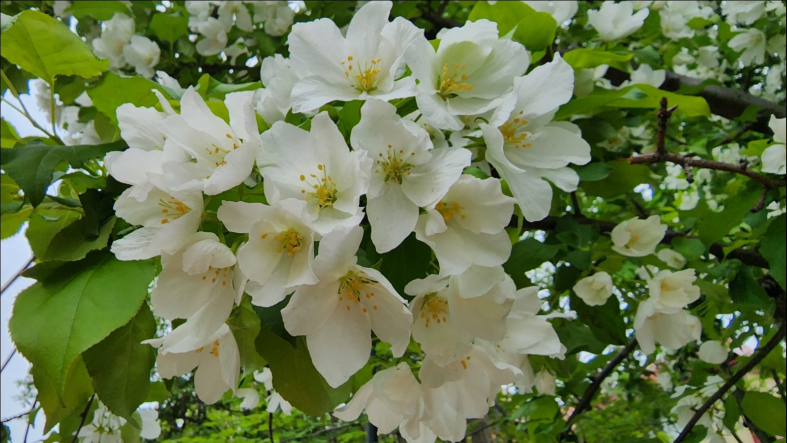 В центре Мурманска цветёт яблоня [видео]