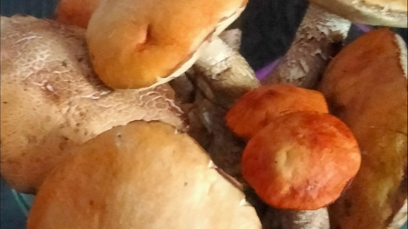 Мурманчанка набрала грибов во время прогулки в Долине Уюта
