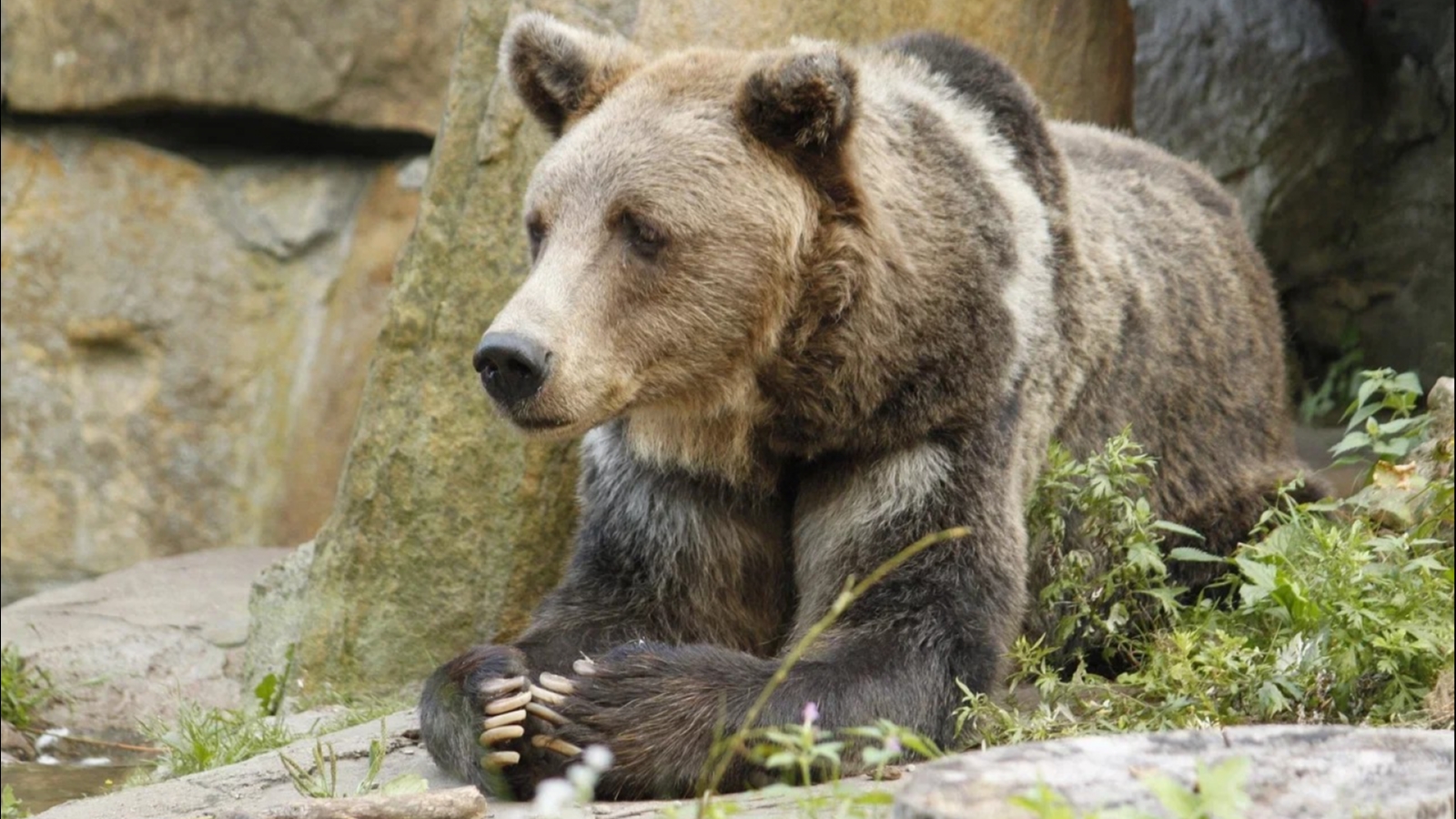 Мурманский ветеринар о подкармливании животных: «Медведь не всегда будет благодушным»