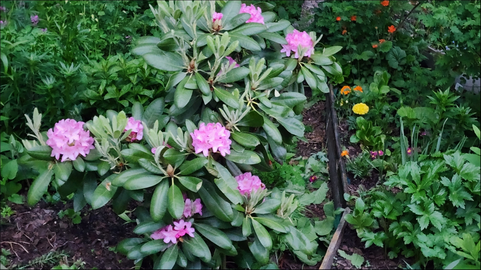 В Мурманске цветёт рододендрон