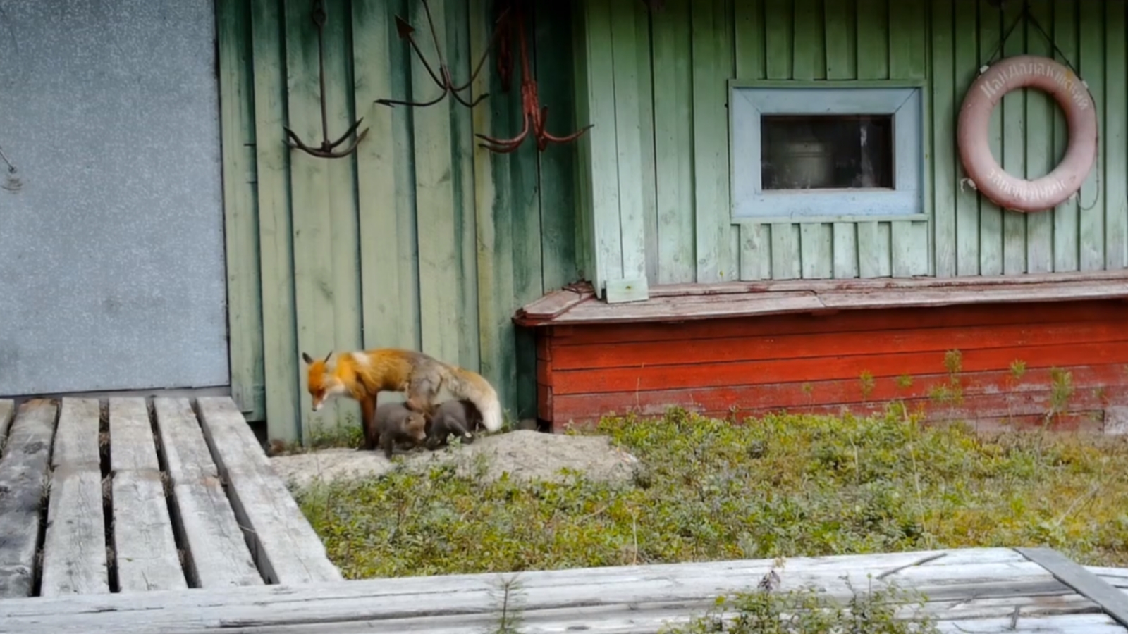 На острове Ряжков лисица вывела пятерых лисят [видео]