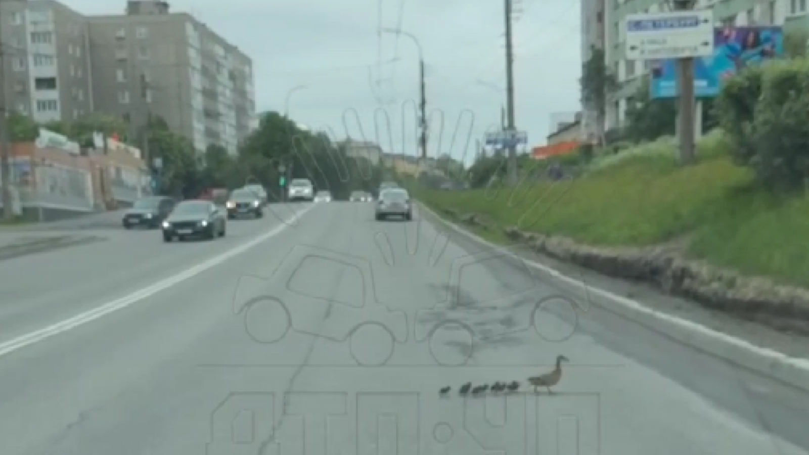 Мурманская утка учит утят нарушать правила дорожного движения [видео]