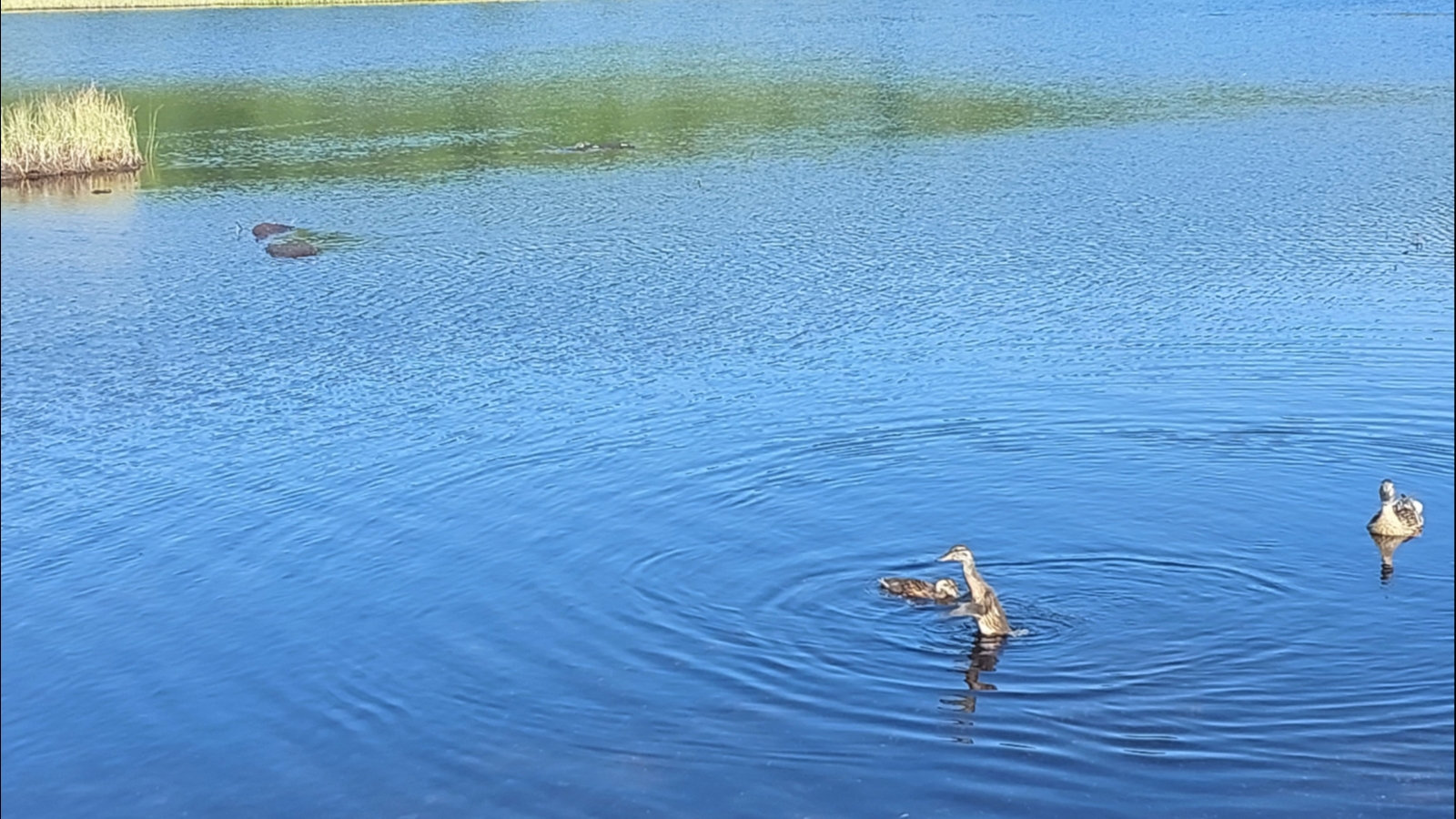 На озере в Мурманске дети закидали камнями утку с утятами