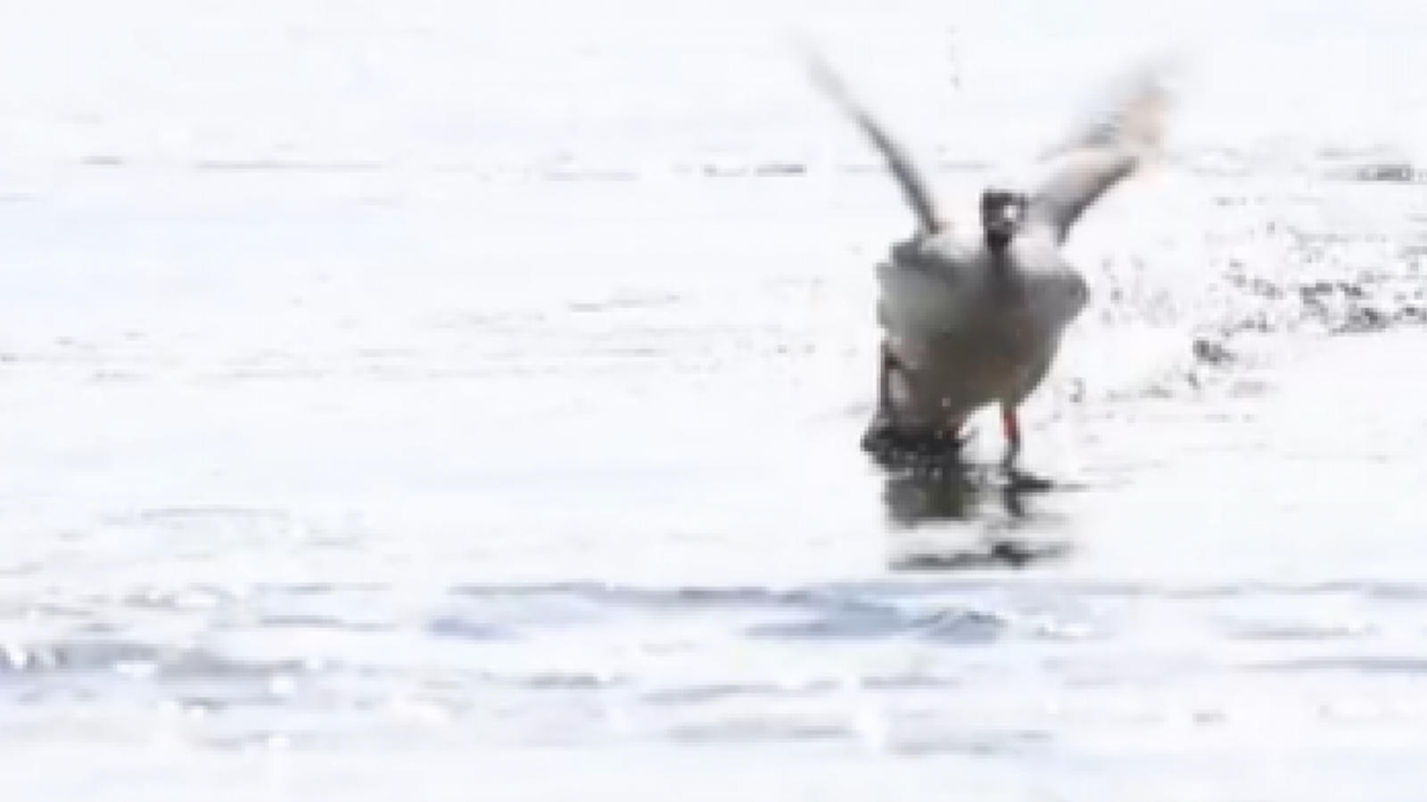 В Заполярье показали умеющую бегать по воде птицу [видео]