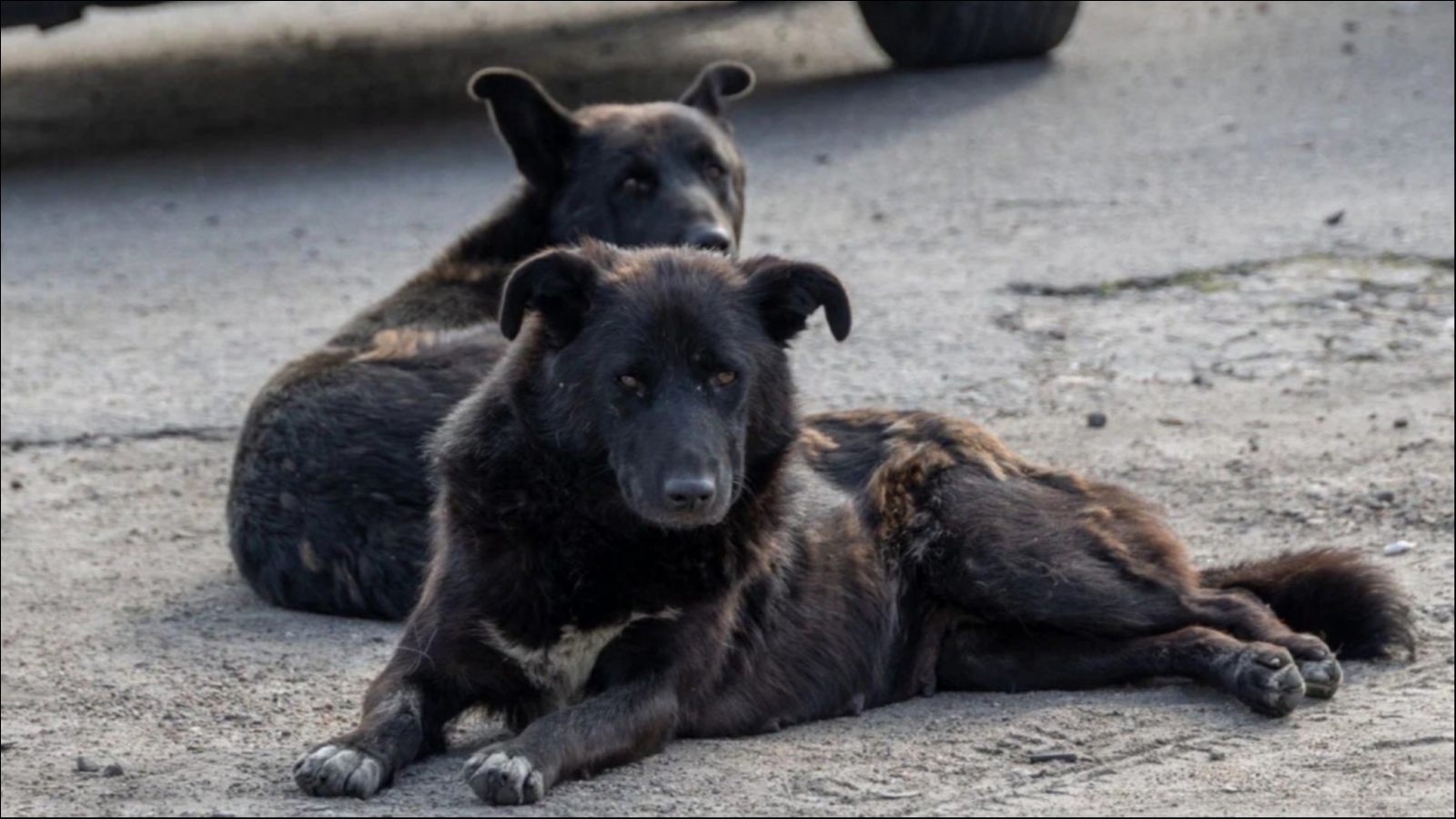 Покусанная чипированной собакой девочка в Кандалакше получит компенсацию