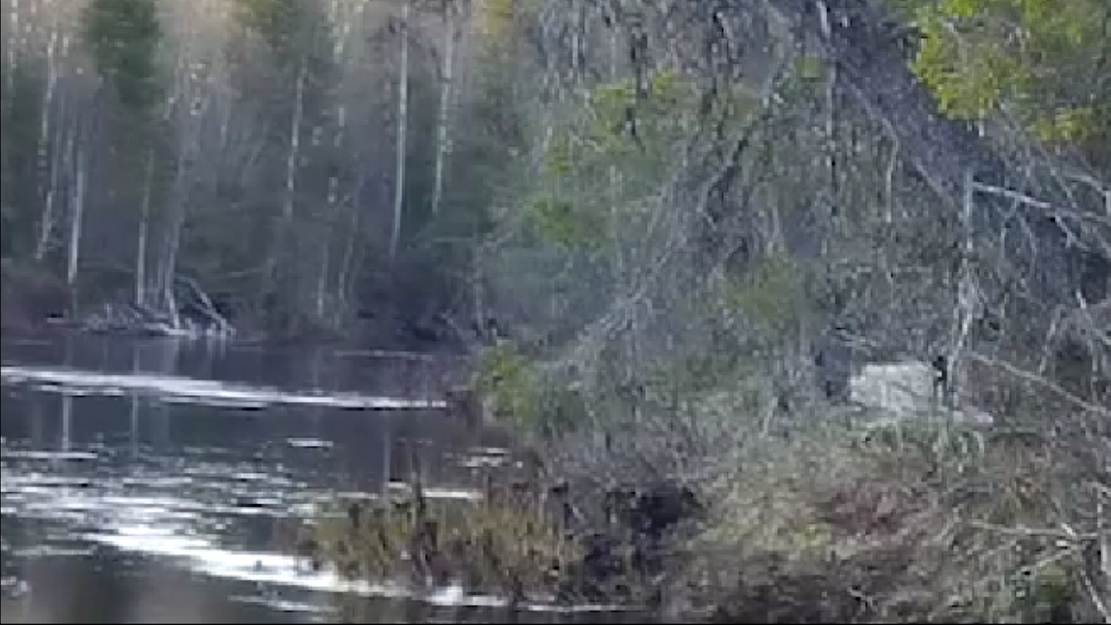 Плавающий волк попал на [видео] в Лапландском заповеднике