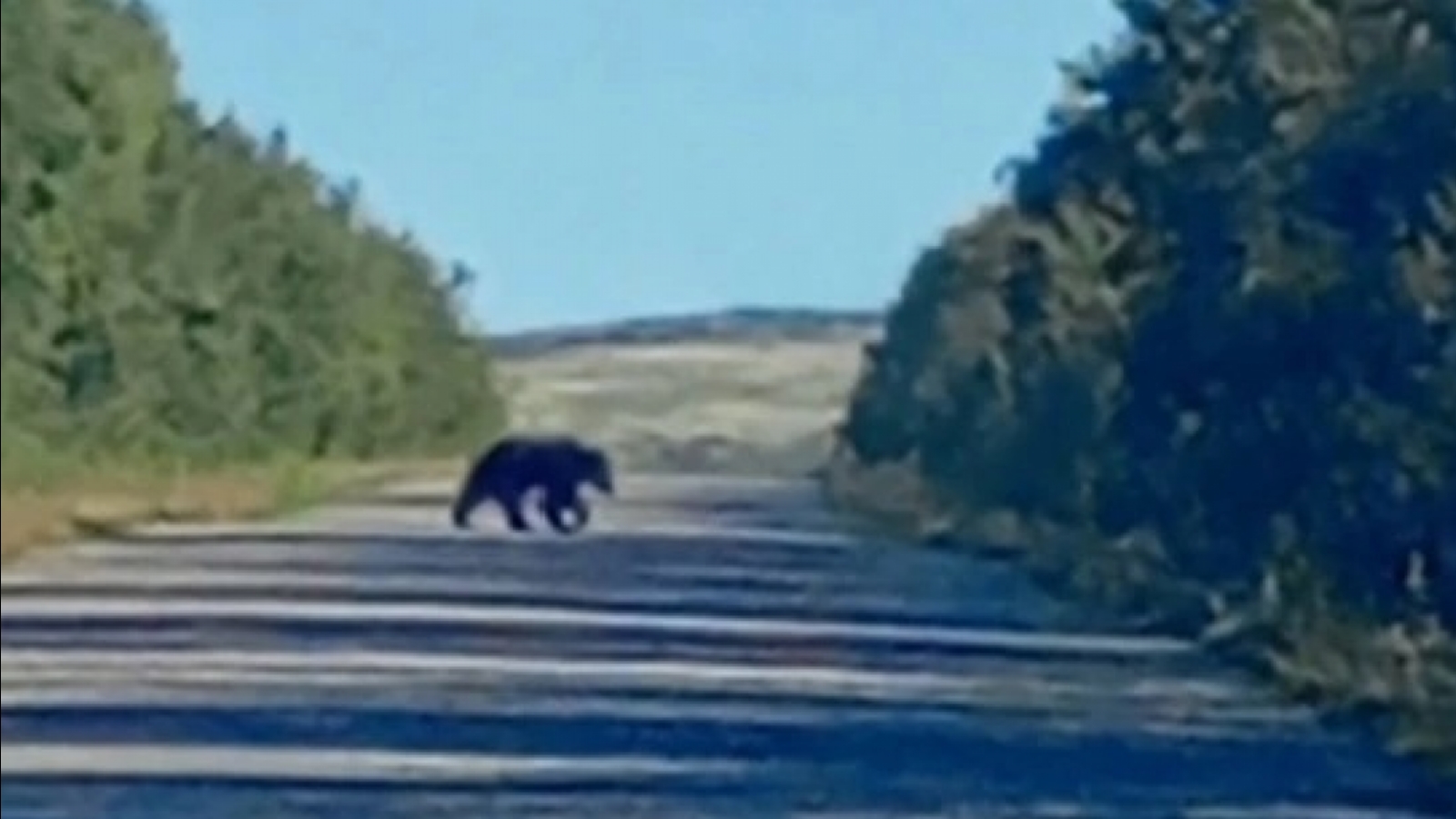 Около Ревды бегает медведь [видео]