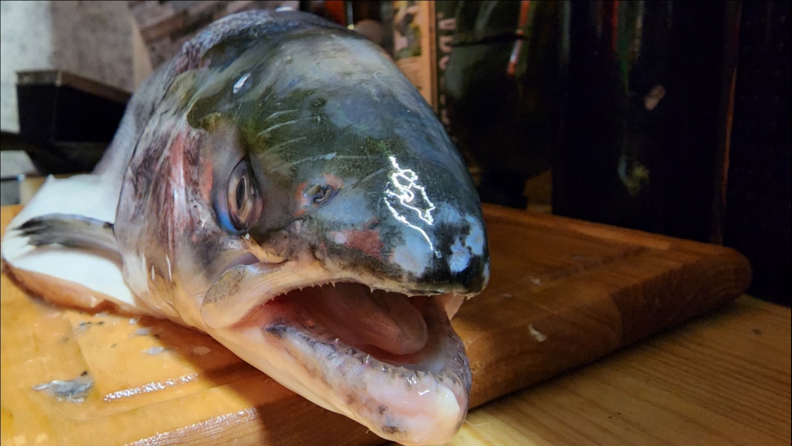 Гибель лосося в Баренцевом море обошлась страховщикам в 225 млн рублей
