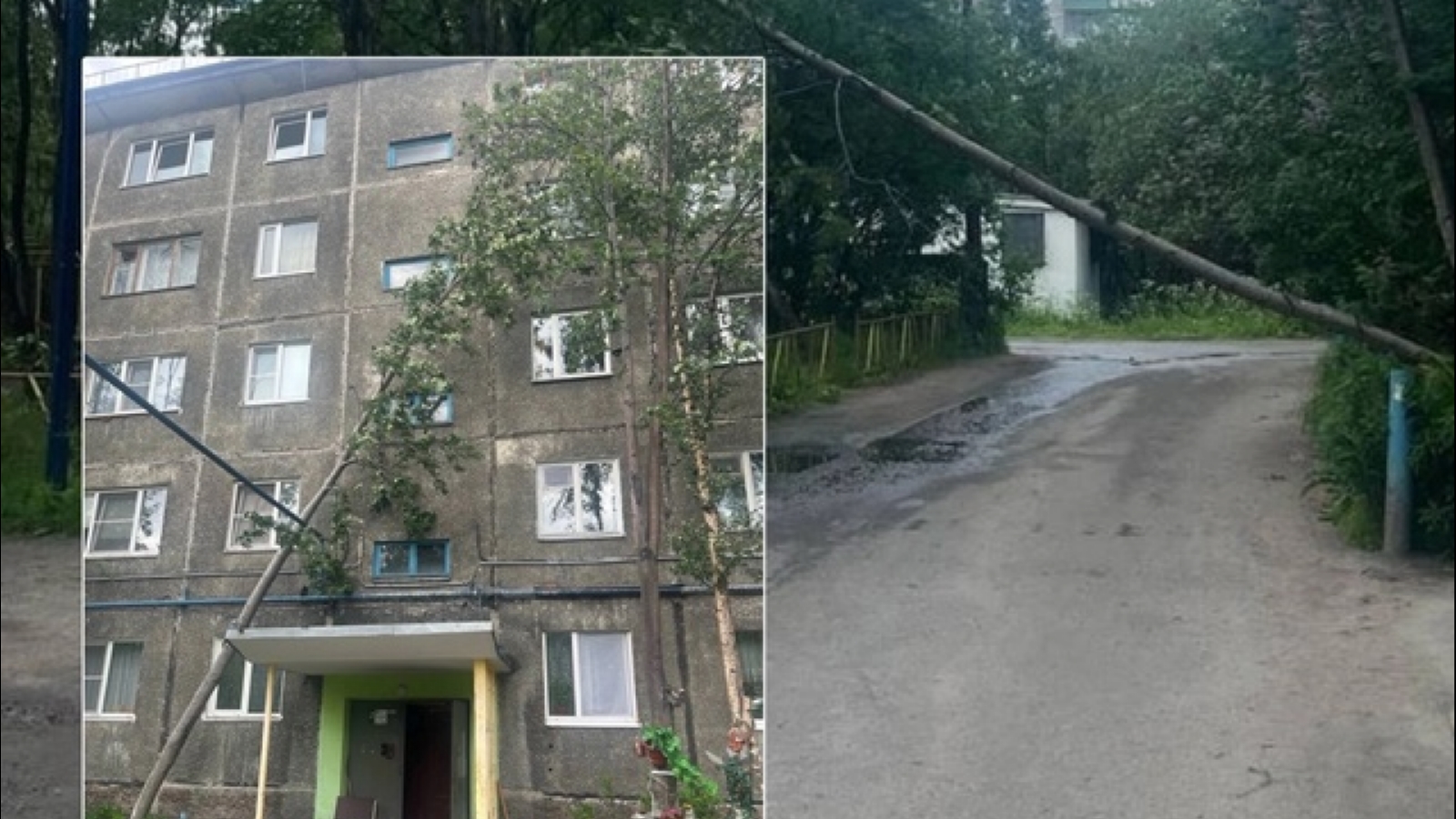 В Мурманске упало доросшее до пятого этажа дерево
