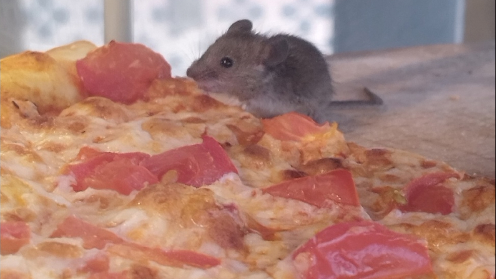 Микки Маус опробовал пиццу в мурманском супермаркете [видео]