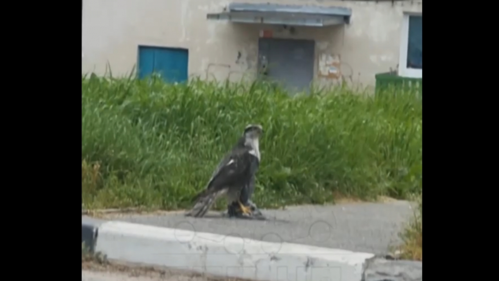 Ястреб-тетеревятник охотился на птиц в Мурманске [видео]