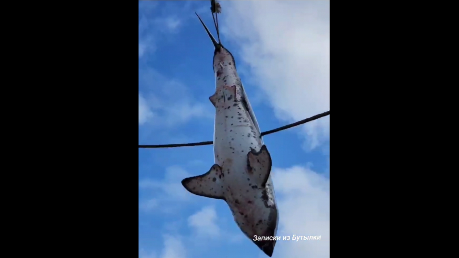 Заполярным рыбакам в трал попала настоящая акула [видео]