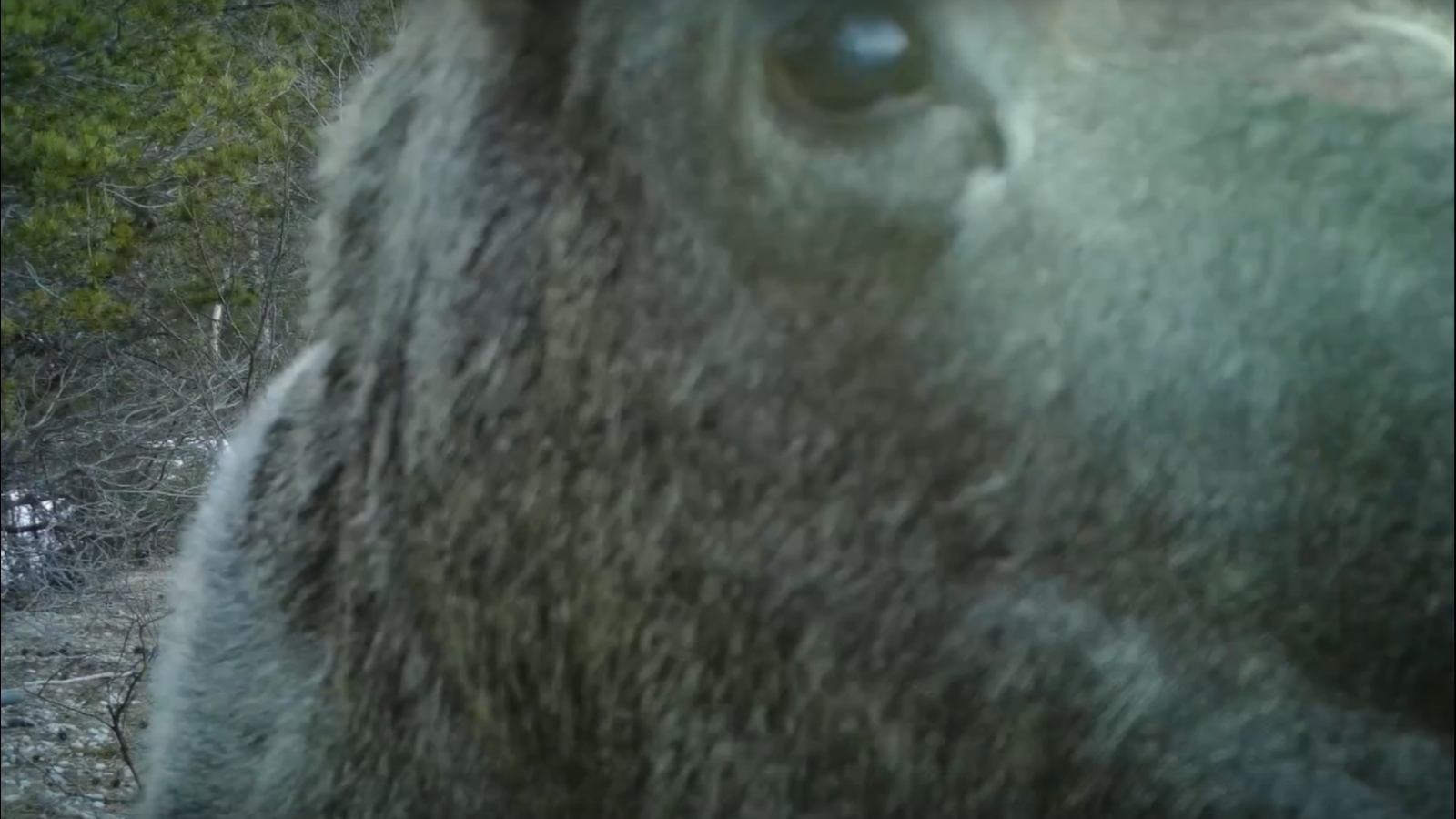 Любопытная лосиха в Лапландском заповеднике попала на [видео]