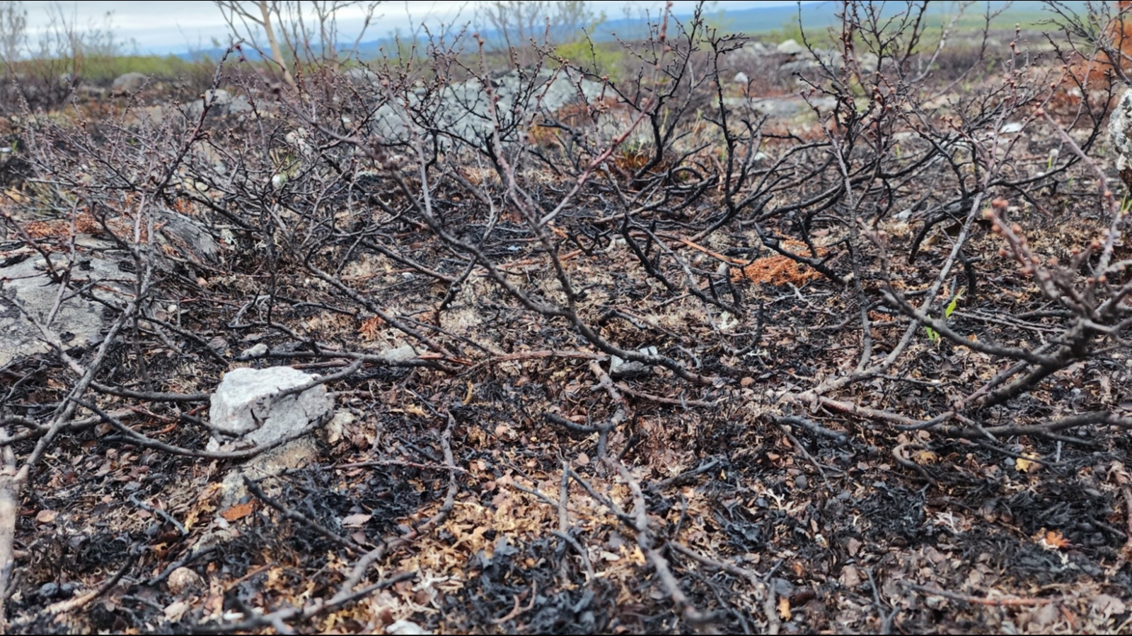 На всей территории Заполярья максимальный уровень пожарной опасности